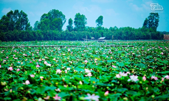  Đại lý vé máy bay các hãng hàng không huyện Tháp Mười