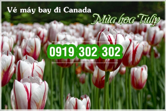  Lý do bạn nên đến Canada vào mùa hoa Tulip