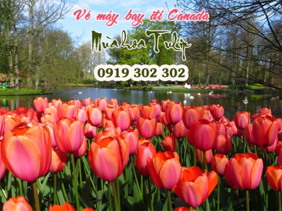  Vé máy bay đi Canada tham gia lễ hội hoa Tulip